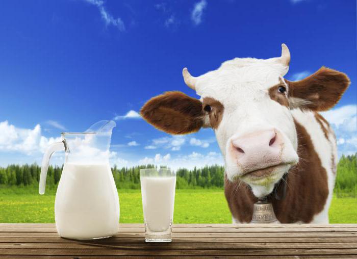 Почему у коровы горчит молоко: причины и лечение