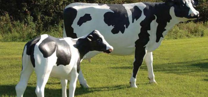 почему горчит молоко у коровы осенью