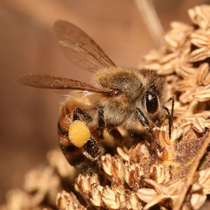 как сэкономить вощину на роях пчел