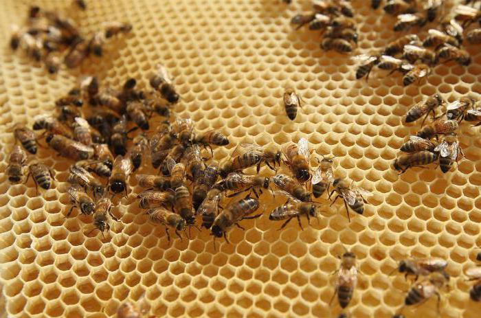содержание пчел без вощины