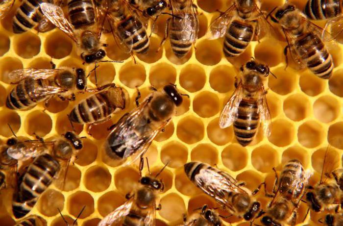 размеры вощины для пчел