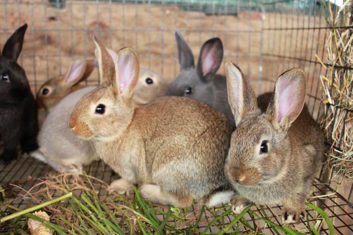 породы кроликов для разведения на мясо