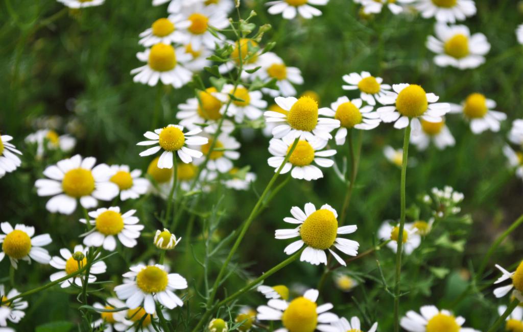 chamomile with prostate adenoma