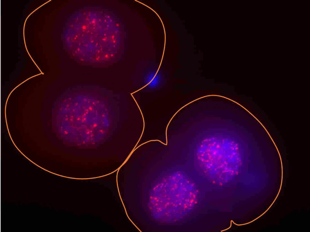 molecular basis of heredity variability