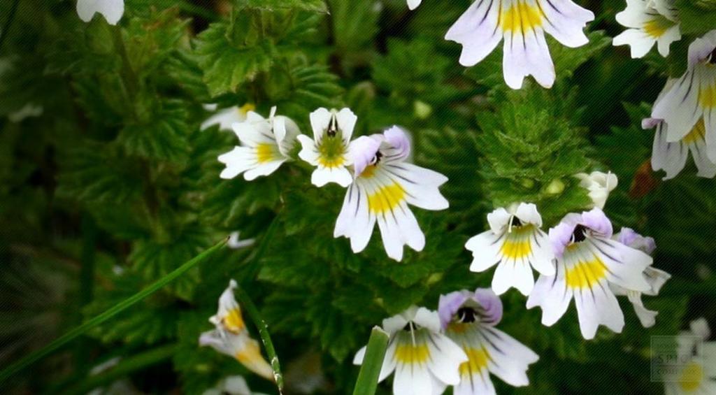 treat cataracts folk remedies