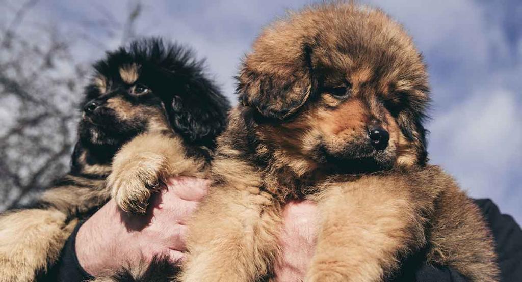 tibetan mastiff reviews