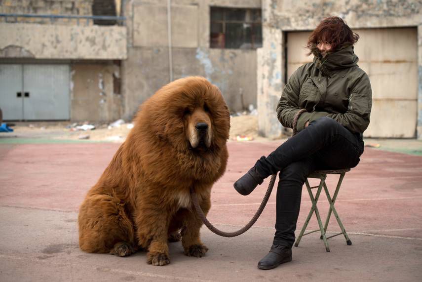 Tibetan mastiff photo