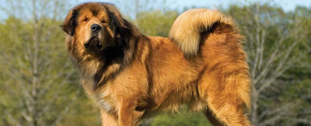 Tibetan mastiff breed description