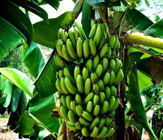 какие бананы полезнее зеленые или желтые и почему