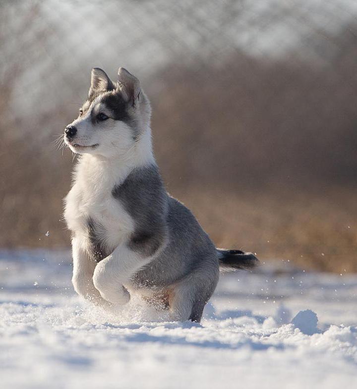 Лайка собака западно сибирская фото