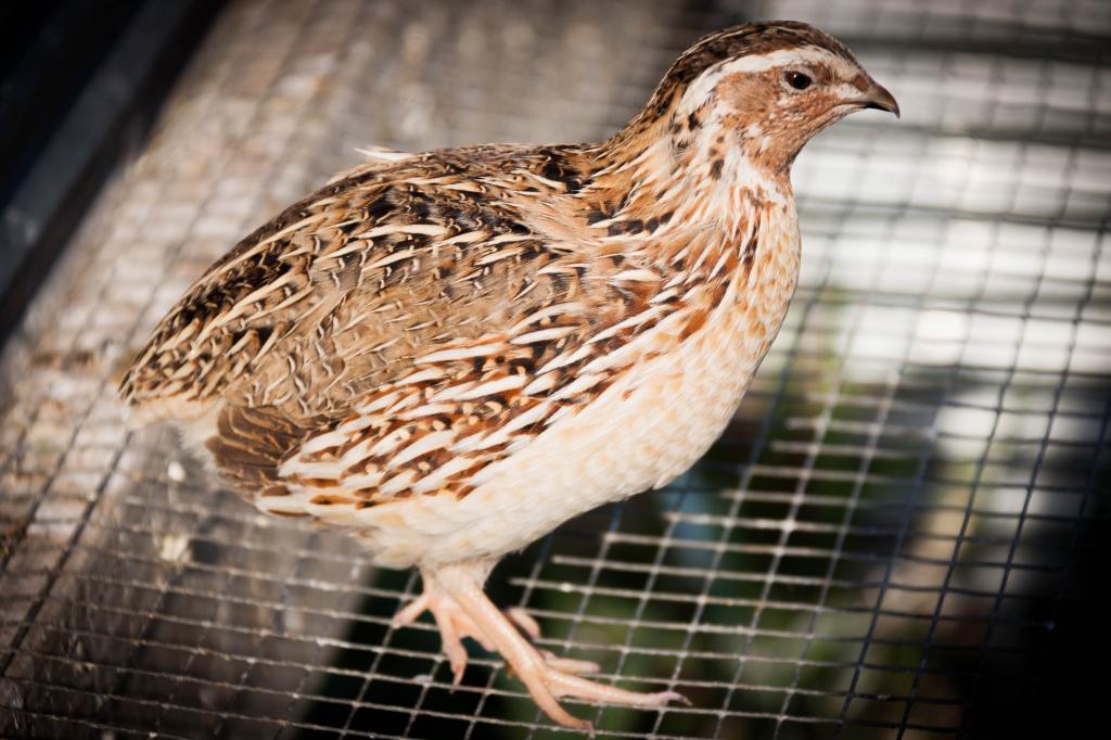 quail bird