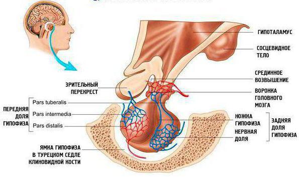 pituitary gland histology