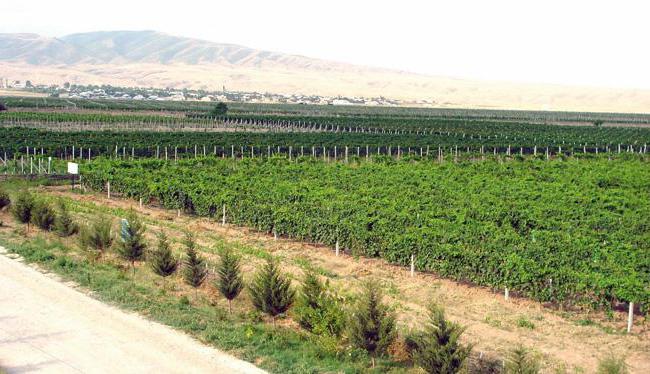 Азербайджанское вино Кюрдамир