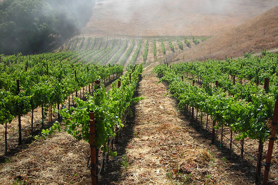 Виноградники на склонах