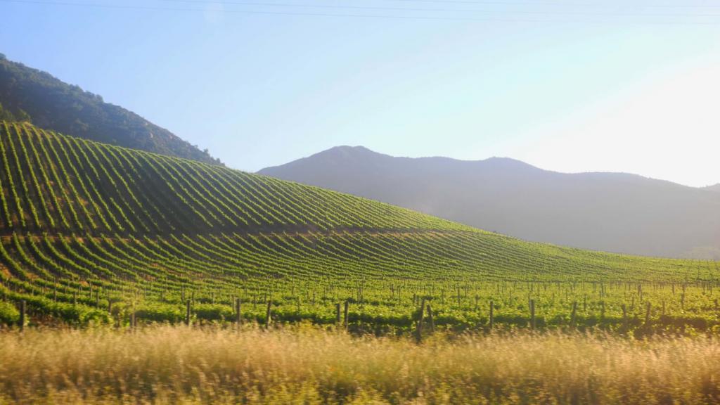 Виноградники Чили