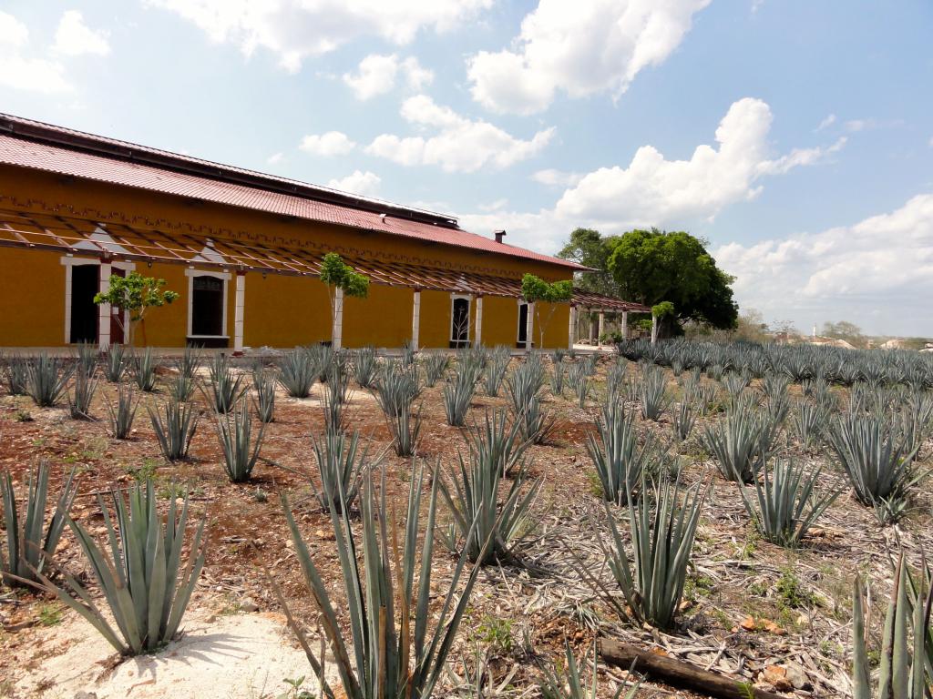 Blue agave plantation