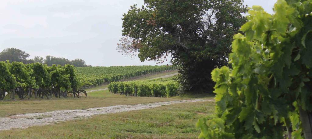 Grapes for cognac