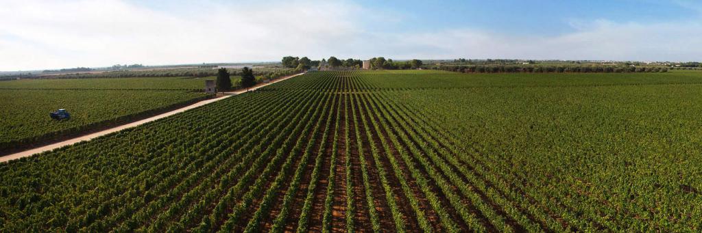 Vineyards of Apulia