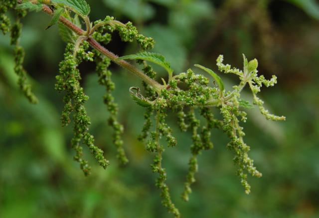 Nettle seeds healing properties