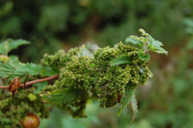 Nettle seeds medicinal properties and contraindications