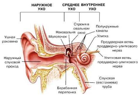 Строение и функции слухового анализатора