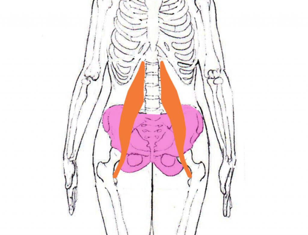 Мышцы тазового дна у женщин фото схема анатомия