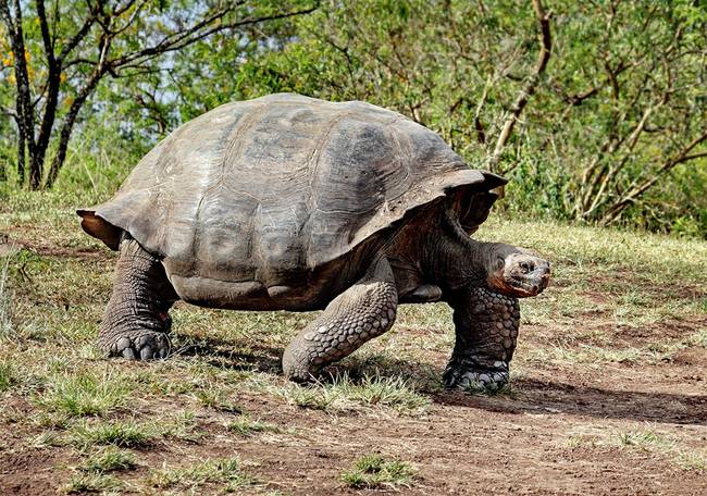 extermination of turtles