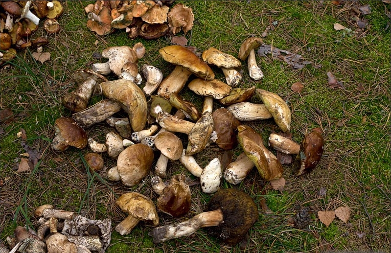 Сбор грибов в Московской области