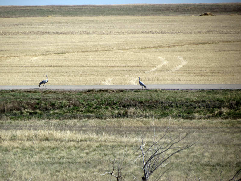 Cranes in the steppe