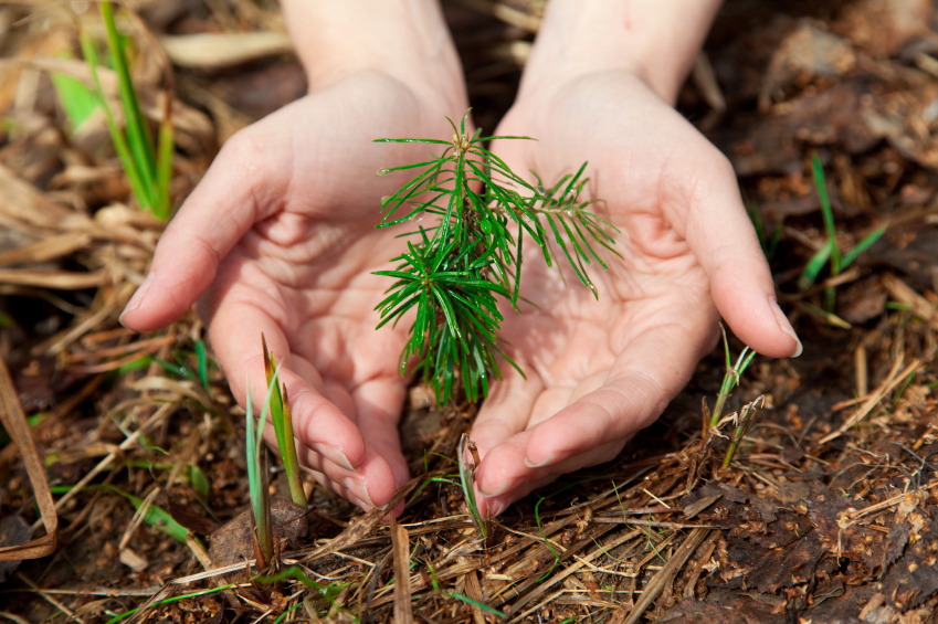 development of an environmental action plan