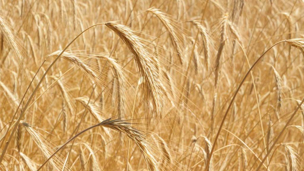валовый сбор зерновых культур