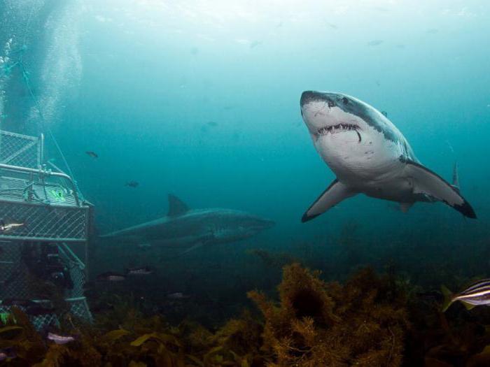 сколько весит самая большая акула в мире 