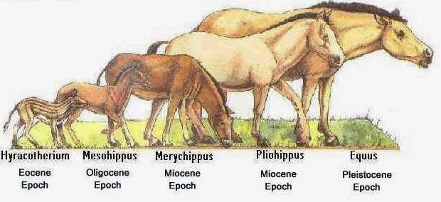 Как называют представленный на рисунке ряд предков современной лошади какие изменения произошли в