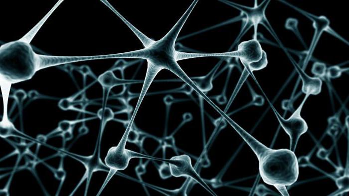 нервных импульсов к нейронам 