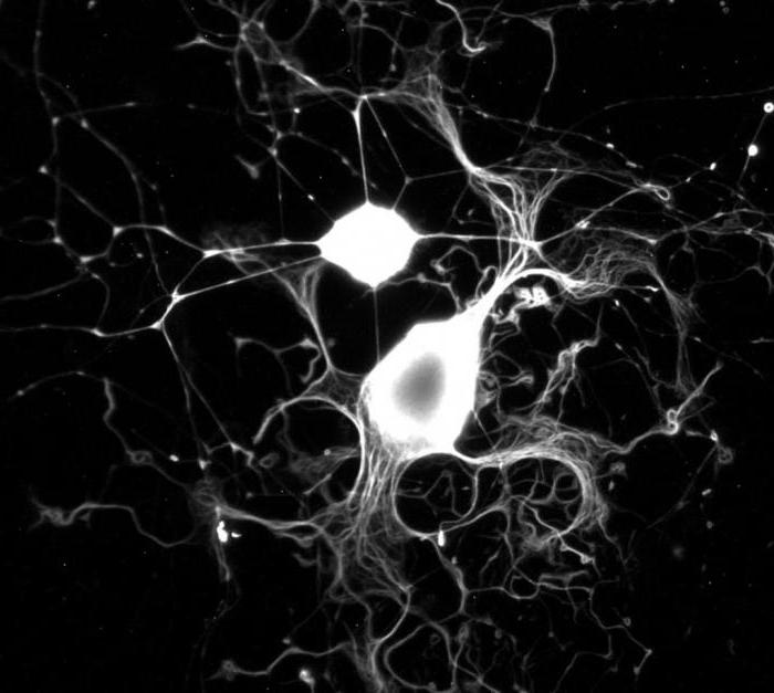 отростки нейронов