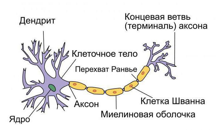 длинный отросток нейрона