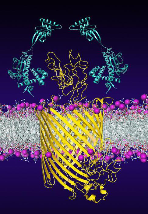пространственная структура мембранных белков