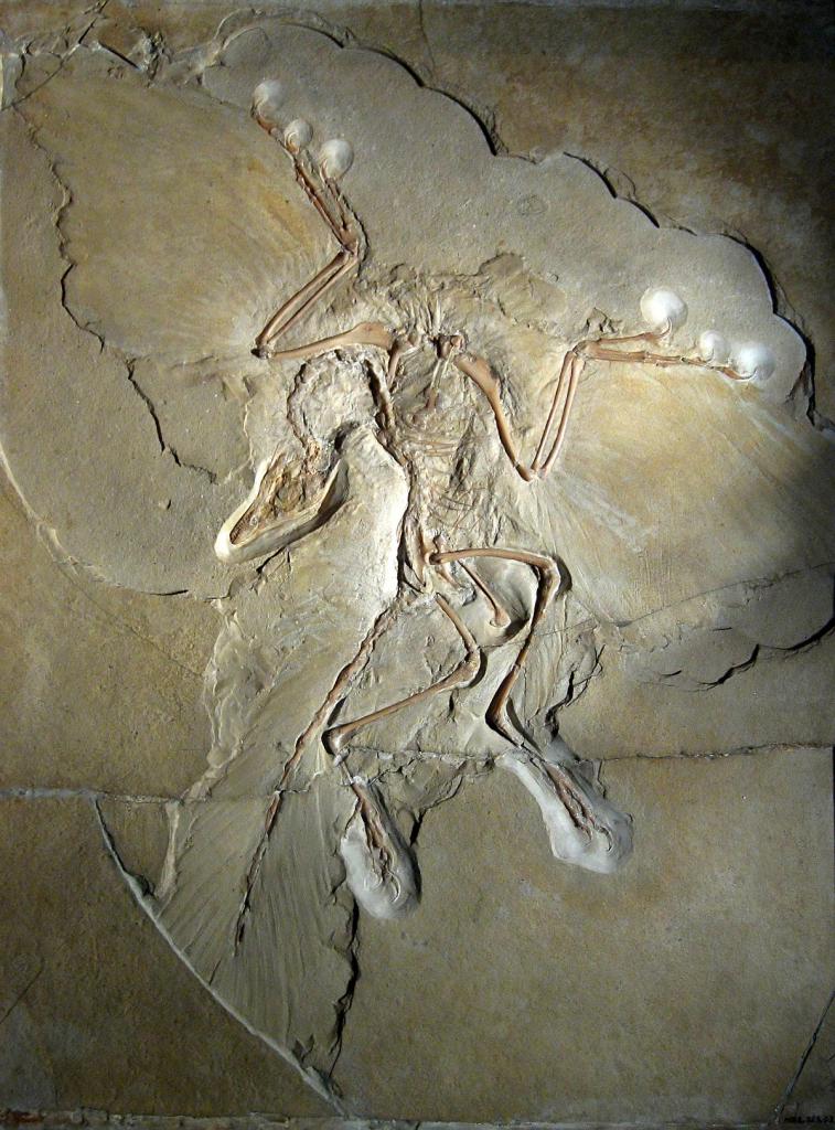 archeopteryx paleontology