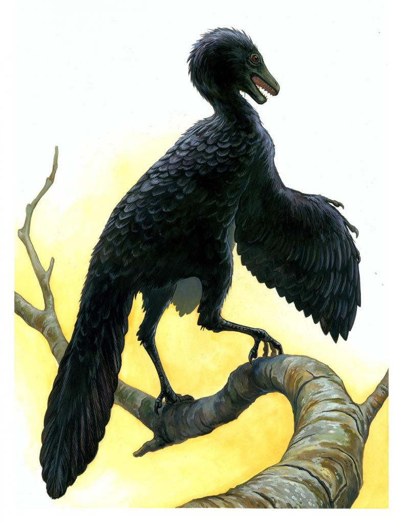 archeopteryx is