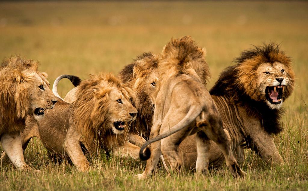 Как лев приспосабливается к среде обитания