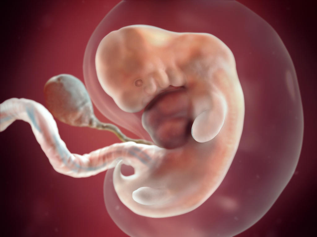 эмбрион беременность