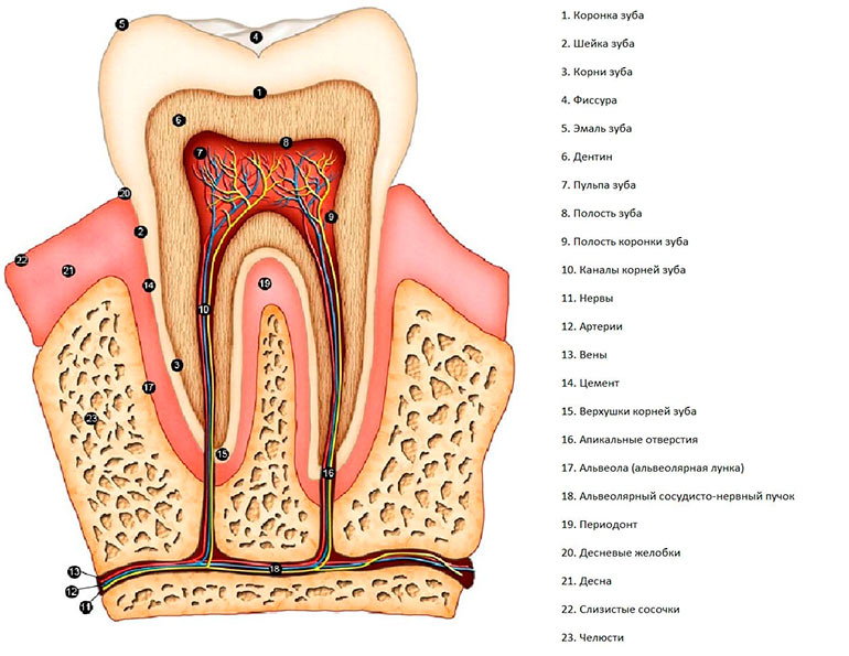 зубы строение