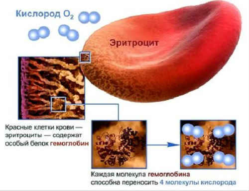 erythrocyte structure