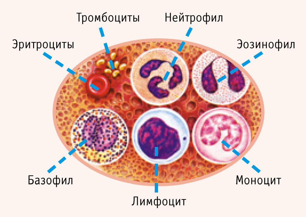 лейкоциты виды