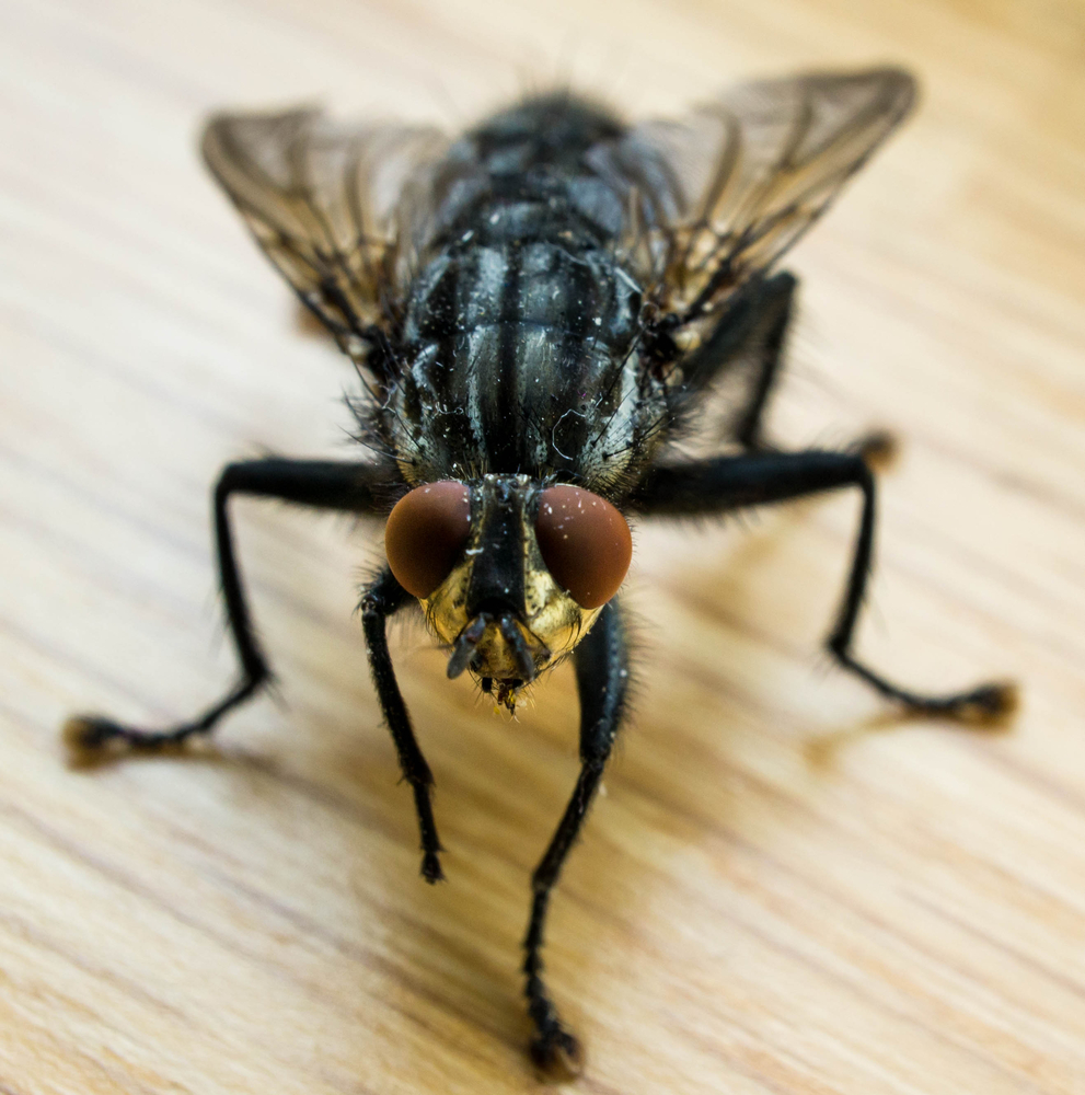 Размножение мух: органы размножения, выкладка яиц, развитие личинок и