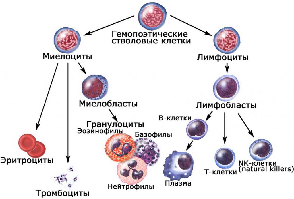 гемопоэтические клетки донорство