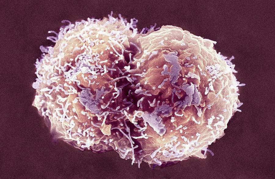 деление стволовой клетки
