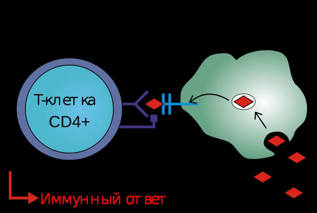 Cd4 т лимфоциты 16