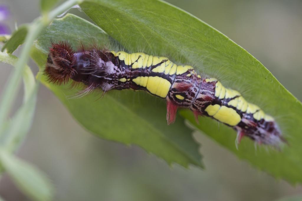 morpha caterpillar