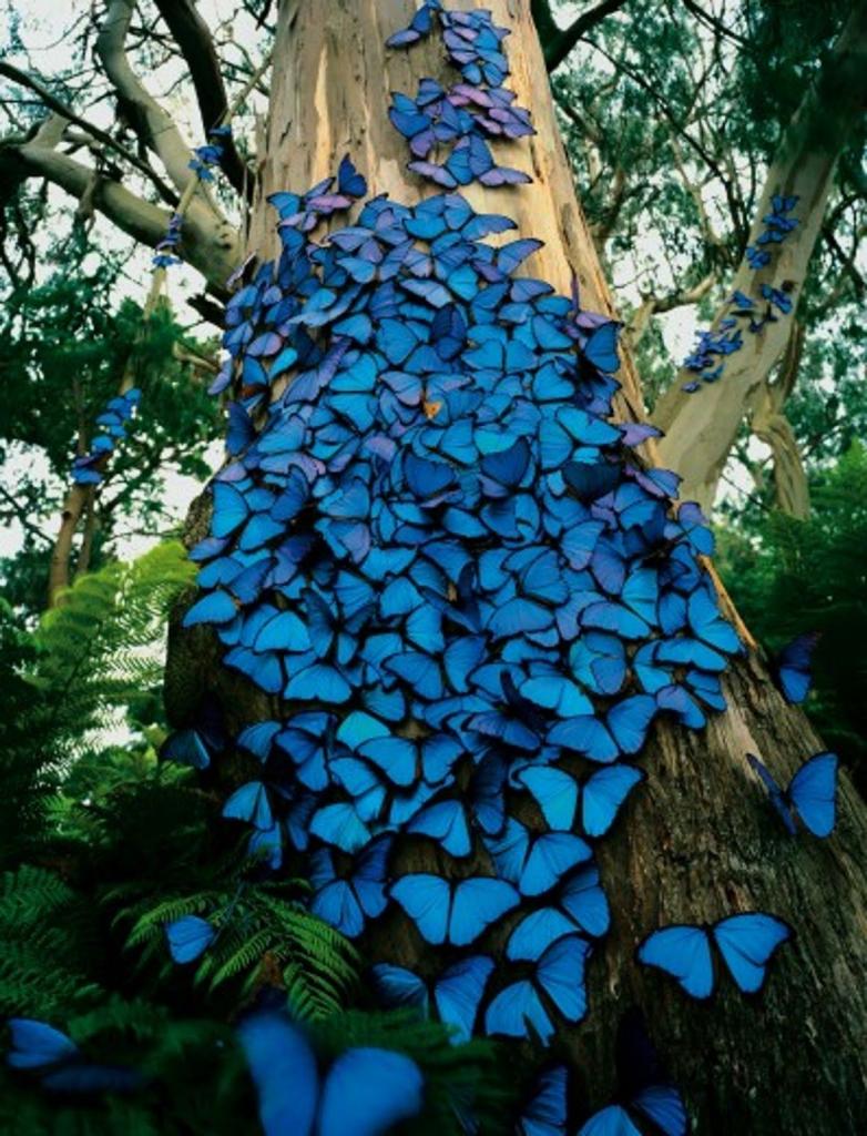 колония бабочек